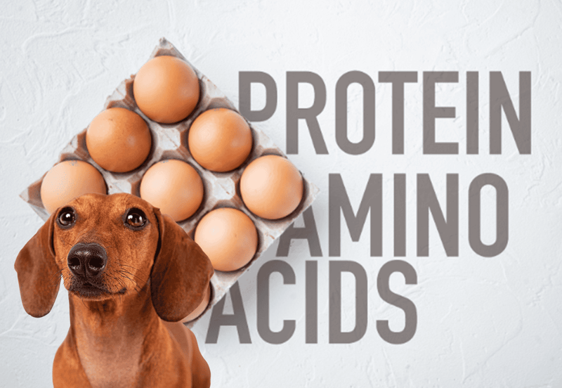 Protein and Essential Amino Acids