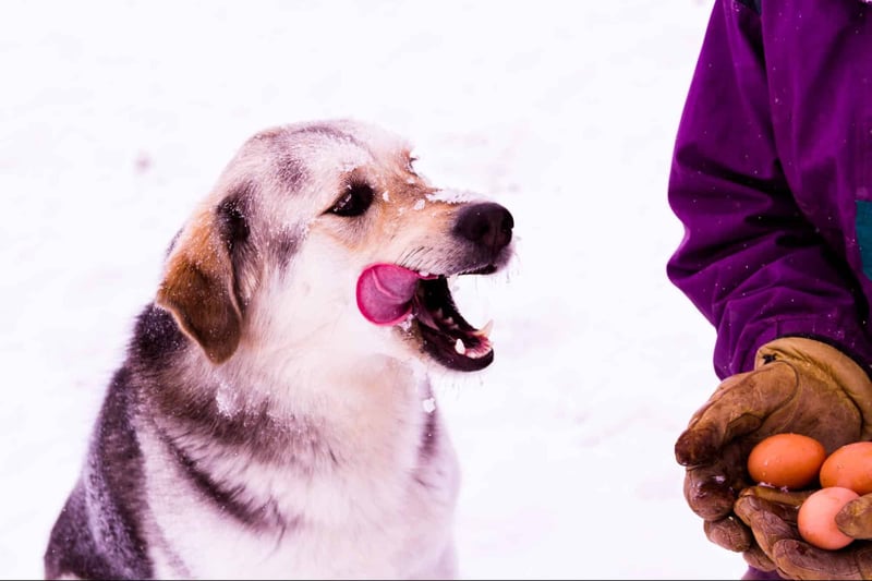 Adorable dog with snow on its face, enjoying outdoor winter fun with a person holding eggs.