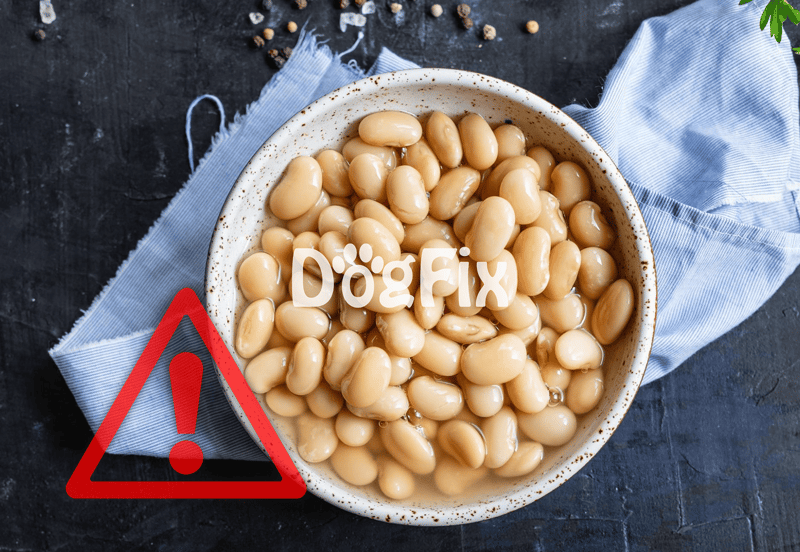 Fresh white beans in a bowl on dark background.