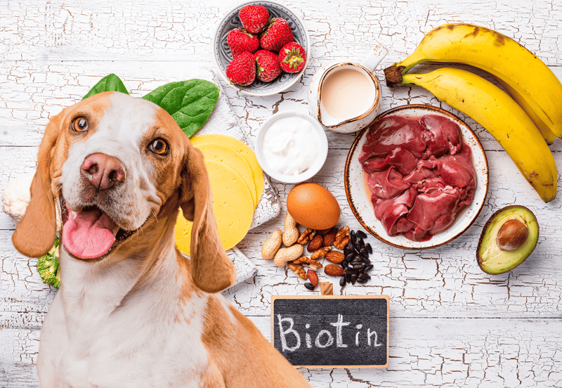 Dog smiling near fresh strawberries, bananas, eggs, nuts, avocado, and meat, highlighting healthy ingredients for dog nutrition.