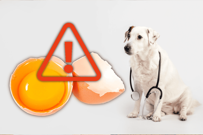 Risks Associated With Feeding Dogs Raw Eggs