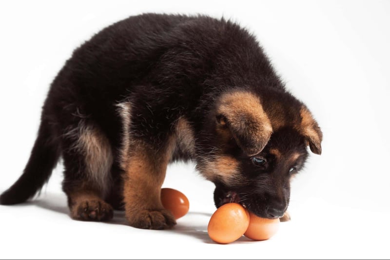 Adorable German Shepherd puppy chewing eggs, showcasing playful and nutritious pet treats.