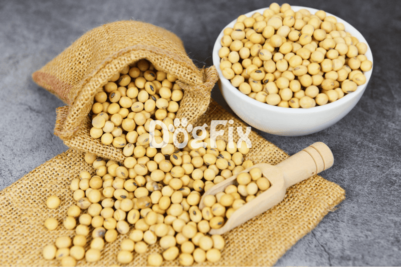 Fresh raw soybeans spilled from a burlap sack into a scoop and bowl, suitable for healthy dog diet and nutrition.