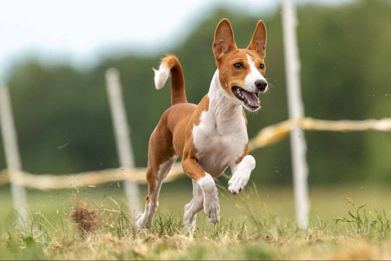 Active dog running in a grassy field with agility training equipment, promoting dog health.