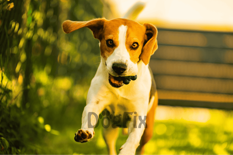 The 'Berry' Best Training Reward