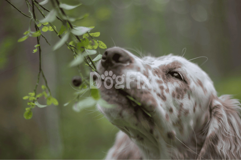 The Big Questions Dogs and Blueberries Edition