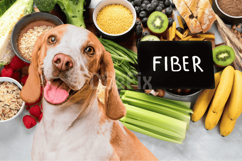 Healthy dog fiber diet for optimal digestion and health.