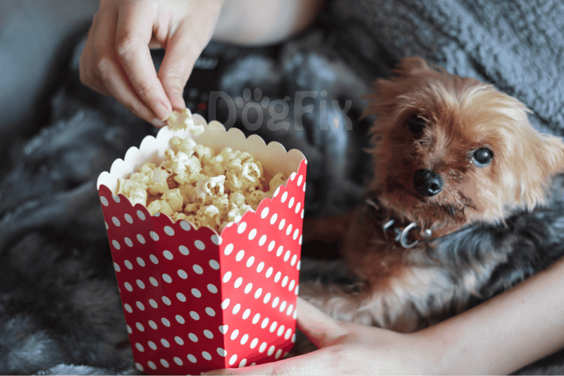 Cute small dog looking at popcorn in a red and white polka-dot container.