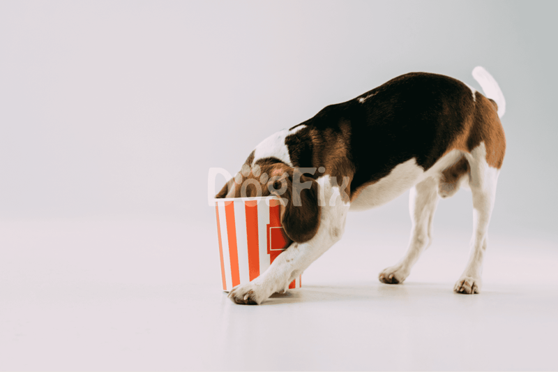 Adorable beagle puppy with floppy ears playing with a striped popcorn container, perfect for dog lovers.