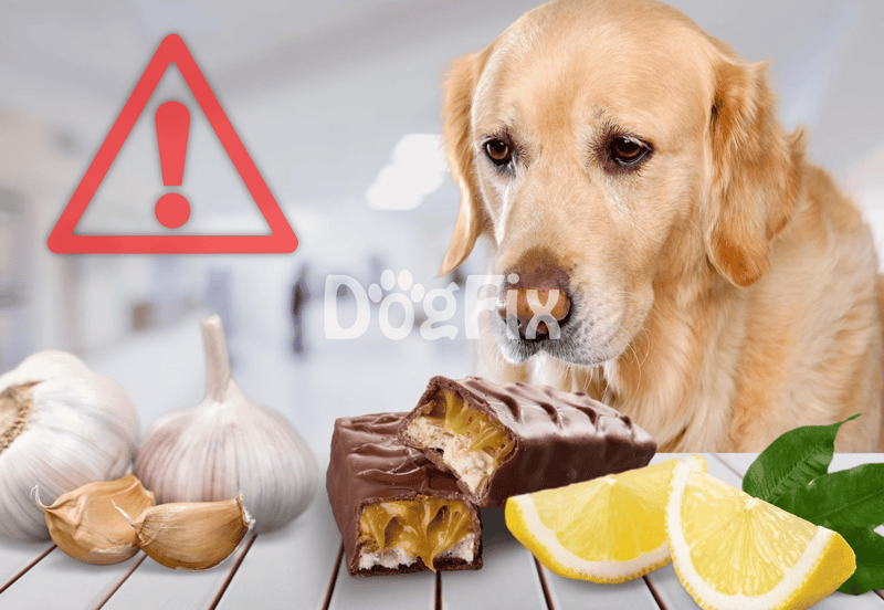 Close-up of a Golden Retriever with garlic, lemon, and chocolate treats on a table.