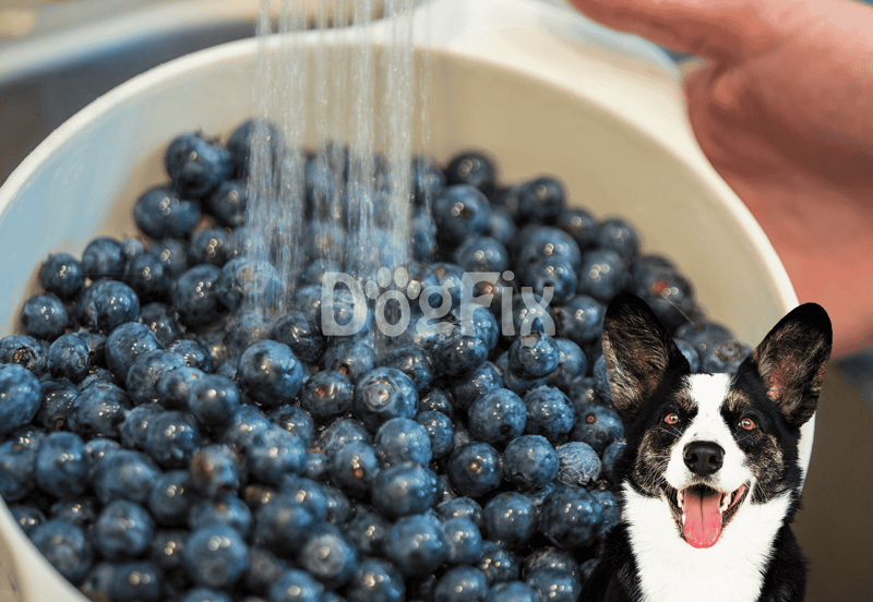 Healthy dog treats, blueberries, pet nutrition, dog care.