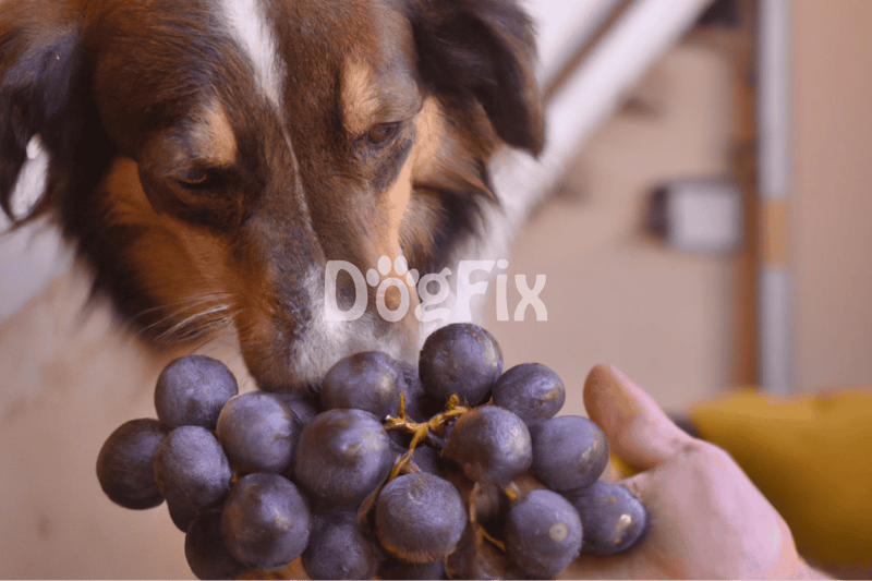Close-up of a dog sniffing grapes, emphasizing the dangers of feeding dogs toxic foods like grapes.