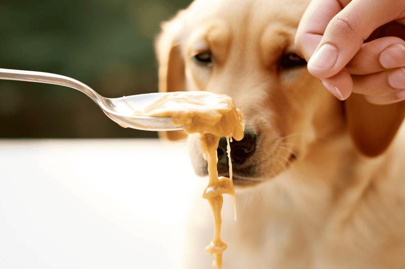 Dog eating tasty food with spoon.