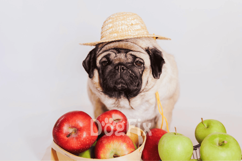 Pug wearing straw hat with apples, cute dog, pet fashion, adorable pug, dog lifestyle photography.