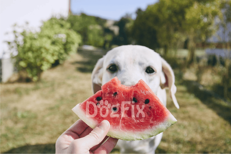 Dog enjoying a slice of watermelon during a sunny day outside.