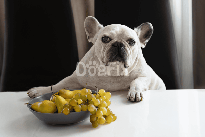French Bulldog with grapes on table.