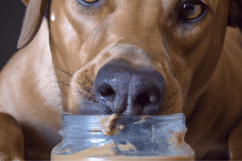 Dog eating peanut butter from jar, close-up.