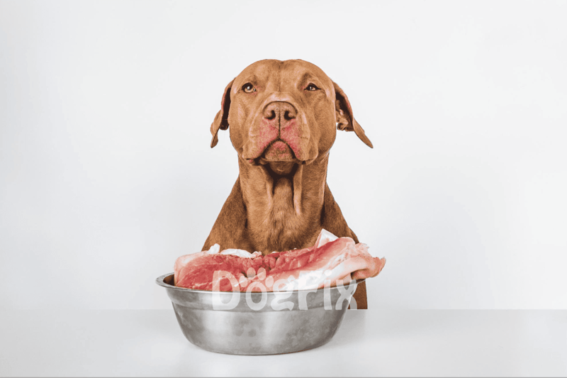 Labrador dog sitting with a bowl of raw meat, emphasizing healthy pet nutrition.