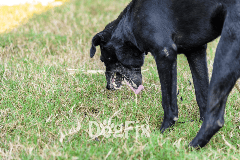 Happy black dog licking grass on green lawn, outdoor pet activity.