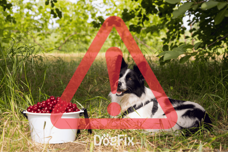 Adorable dog resting with cherries in the woods, caution advised for dog health and safety in outdoor environments.