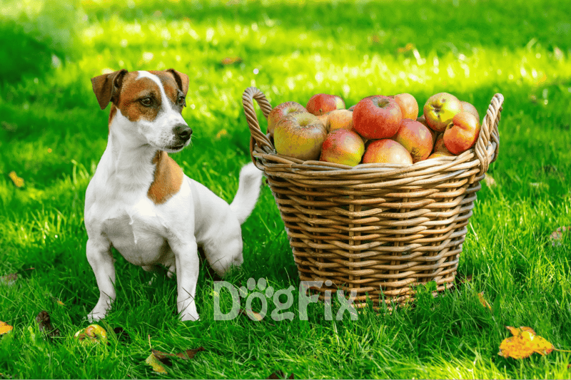 Bright image of a puppy sitting next to a basket of fresh apples on lush green grass.