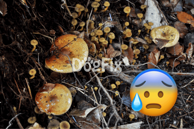 Close-up of mushrooms growing on forest floor, danger warning symbol for toxic fungi.