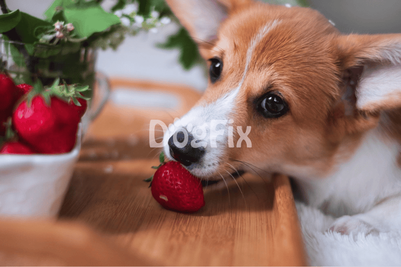 Close-up of adorable puppy chewing strawberry, healthy dog nutrition, playful pet care, fruit for dogs.