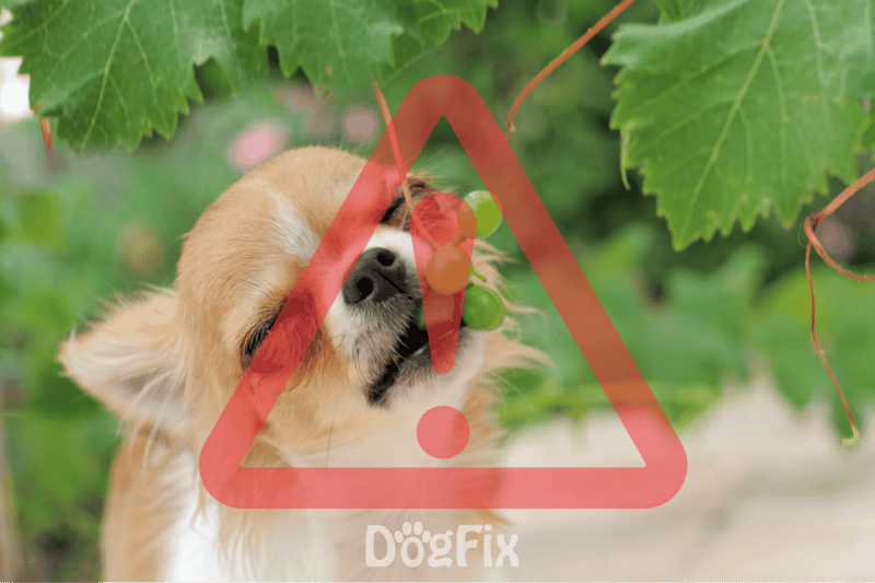 Dog chewing grapes, caution dangerous for dogs.