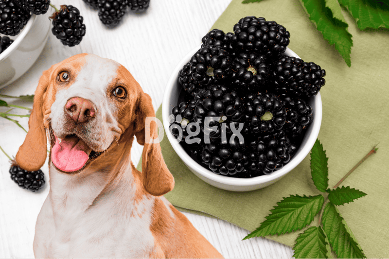Dog enjoying blackberry snack.
