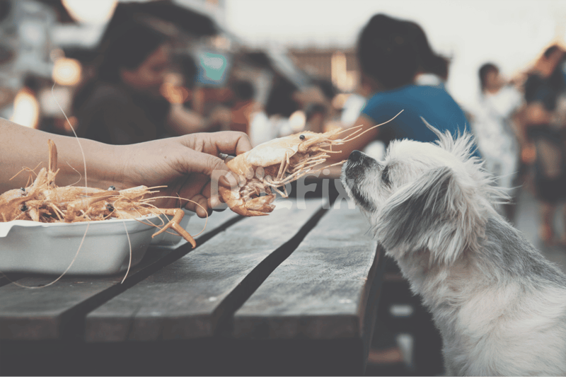 Dog enjoying seafood at outdoor market, dog-friendly dining experience, pet food.