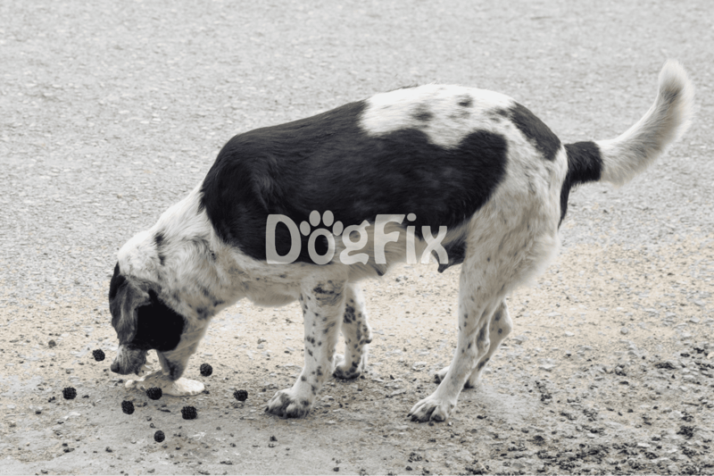 Dog playing with berries on dirt ground, outdoor scene, energetic and joyful pet activity.
