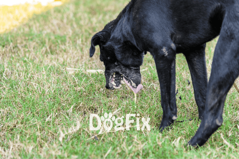 Adorable black dog chewing on a stick while playing outside in a grassy area.