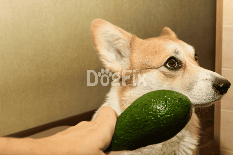High-quality avocado for dogs, promoting healthy eating habits and nutrition for pets.