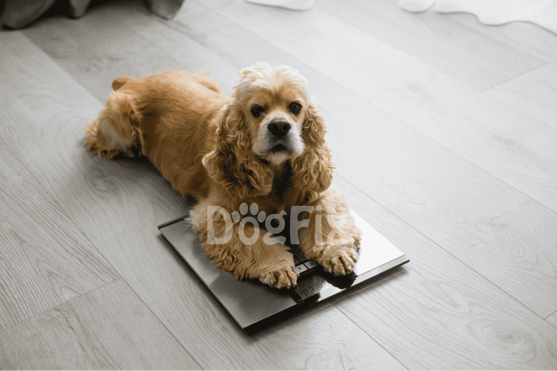Adorable Cocker Spaniel lying on digital scale, capturing pet health check moments.
