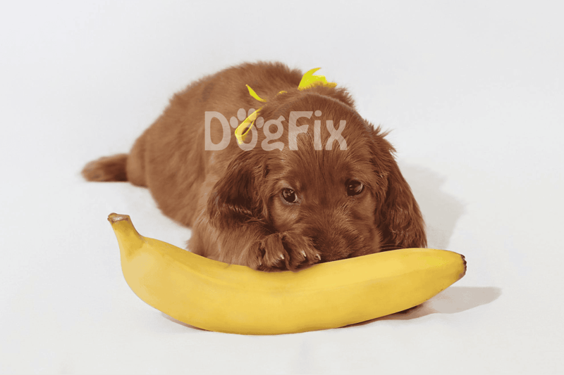 Adorable brown puppy with yellow bow lying next to a banana, cute pet moments, dog and fruit fun.