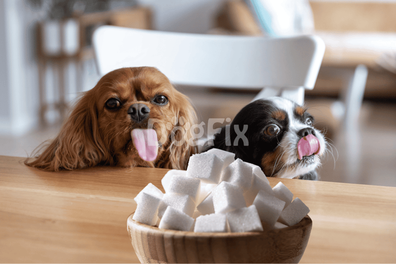 Cute dogs with sugar cubes.