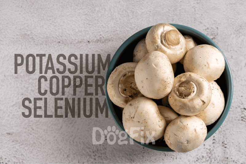 Fresh white mushrooms in a blue bowl, emphasizing nutritious, dog-safe ingredients for canine health.