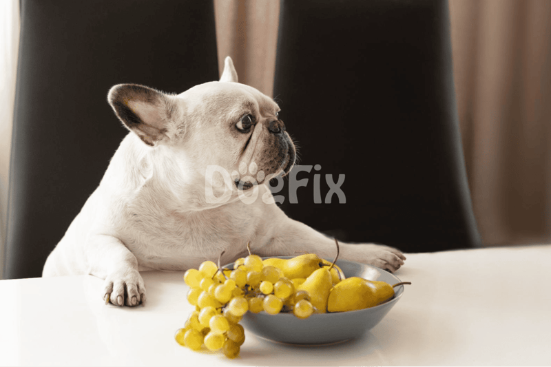 Dogfix.com - Healthy dog food and nutrition solutions.