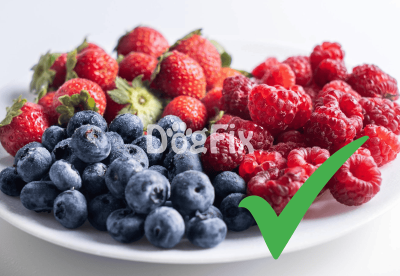 Healthy berries for dog diets, including strawberries, blueberries, and raspberries, suitable for canine nutrition.