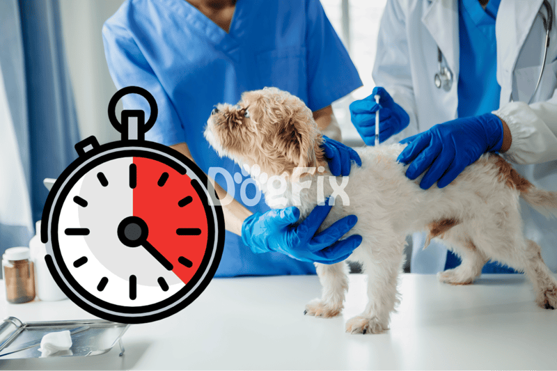 Compassionate vet team treats a small fluffy dog with urgency.