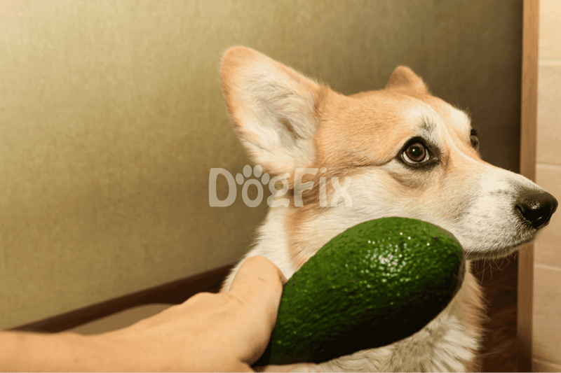 Close-up of a dog holding a fresh avocado in its mouth.