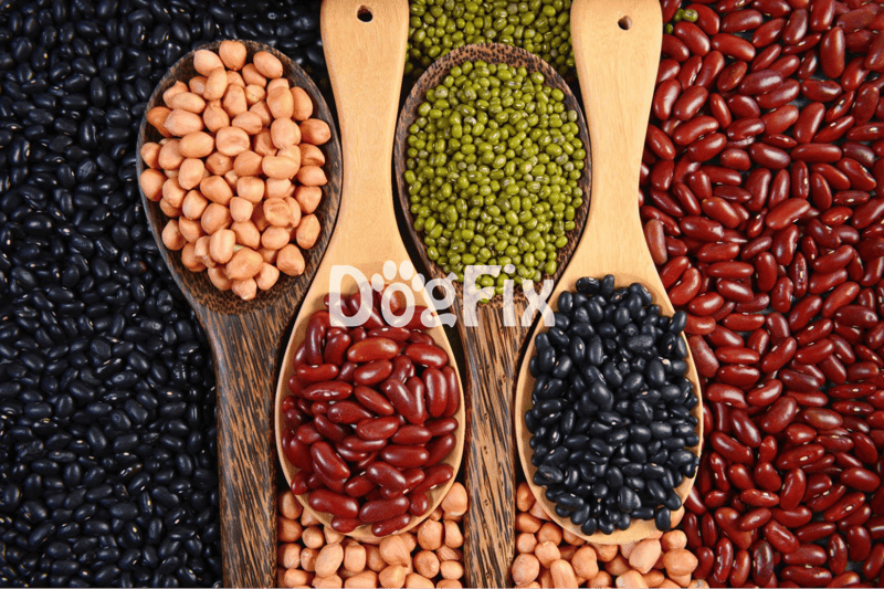 Colorful beans and legumes, ideal for developing nutritious dog food recipes.