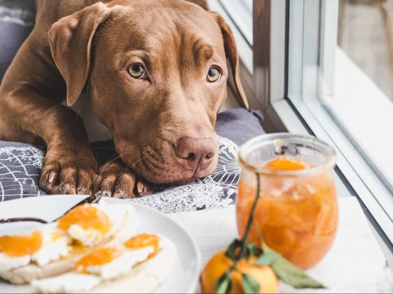 Dog alert and curious about human breakfast with jam and toast on table.