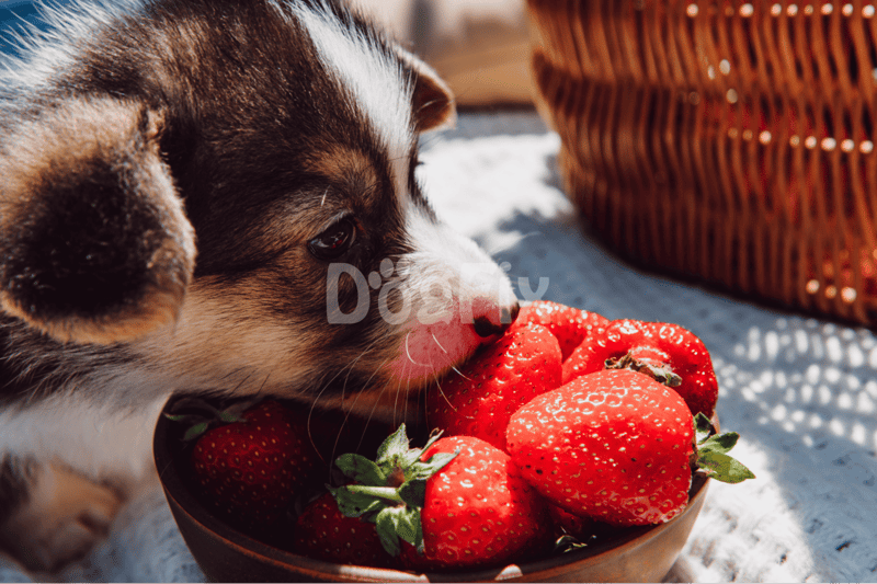 A Mini Guide to Other Pooch-Safe Fruits