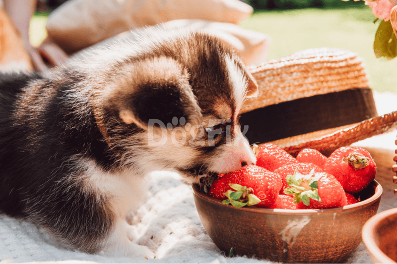 Adorable puppy nibbling strawberries, promoting healthy nutrition for dogs and pets at Dogfix.com.