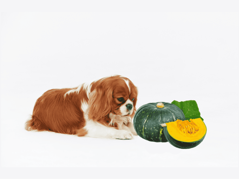 Adorable puppy with pumpkin vegetable, healthy pet treat.