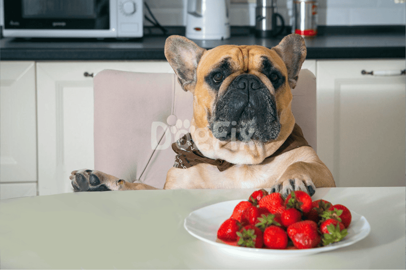 Dog enjoying strawberries on a table in a modern kitchen.