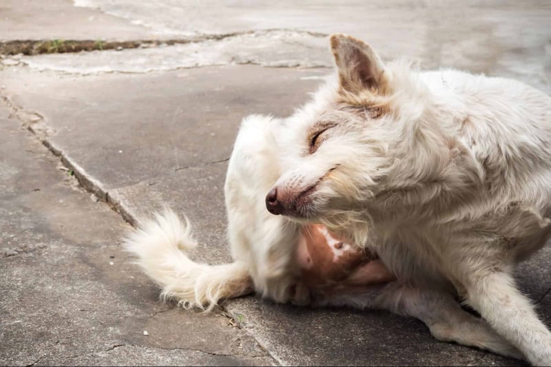 Happy dog relaxing on the ground.