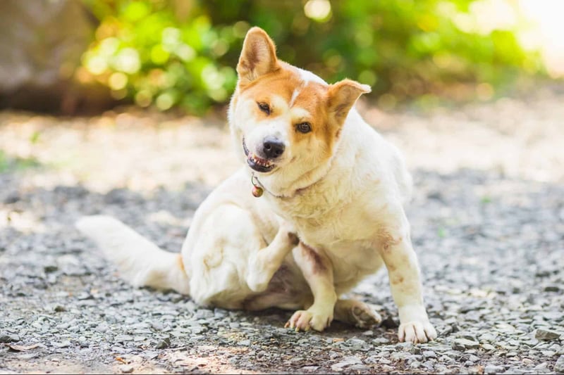Adorable dog sitting on gravel path, enjoying playtime in nature. Perfect for pet lovers and dog care enthusiasts.