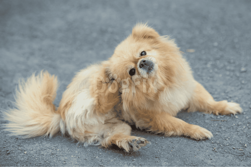 Adorable golden retriever puppy scratching its ear outdoors.